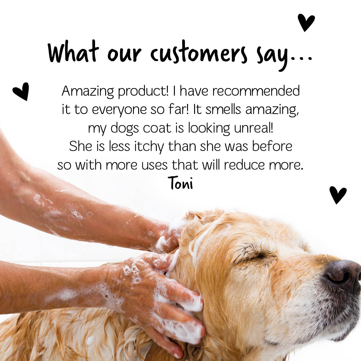 Bugalugs Medi Fresh Shampoo customer review