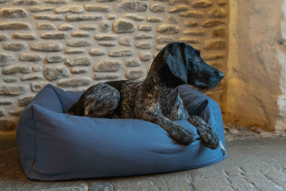 Ruff & Tumble Canvas Denim Burnham Bolster Dog Bed with dog