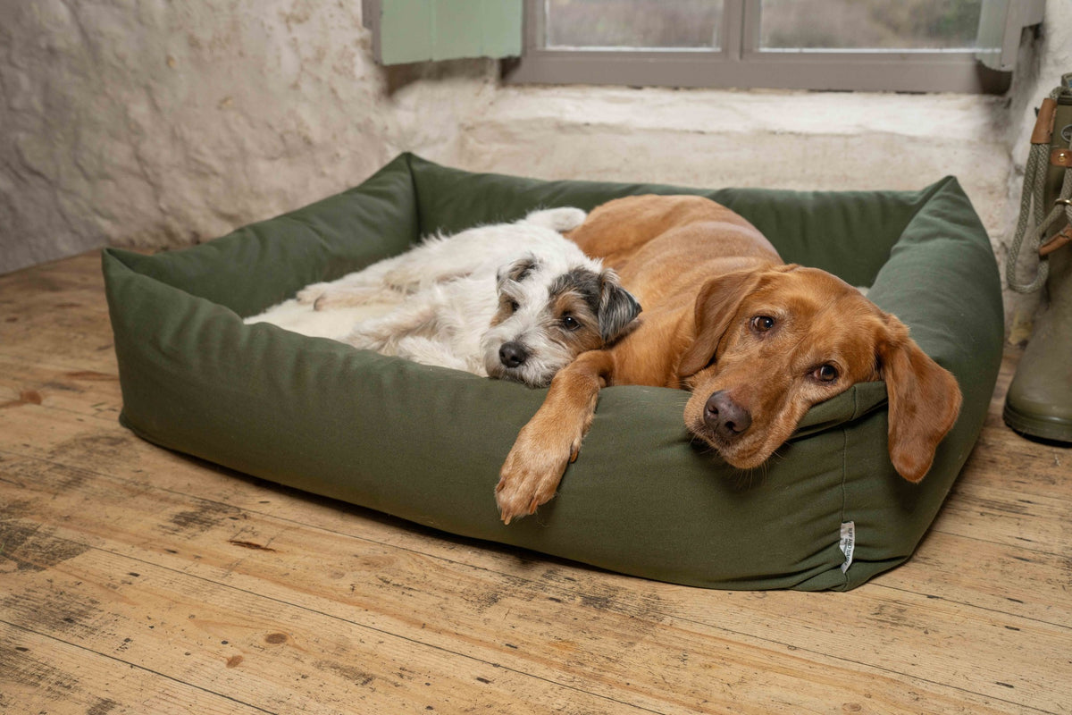 Two dogs sharing the Canvas Olive Burnham Bolster Dog Bed