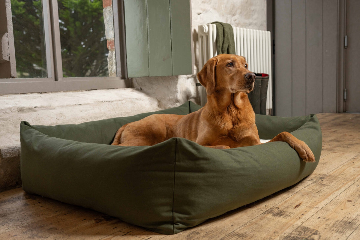 Dog resting in Canvas Olive Burnham Bolster Dog Bed