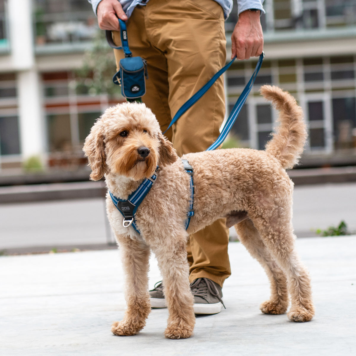 DOG Copenhagen Comfort Walk Air Harness lifestyle photograph
