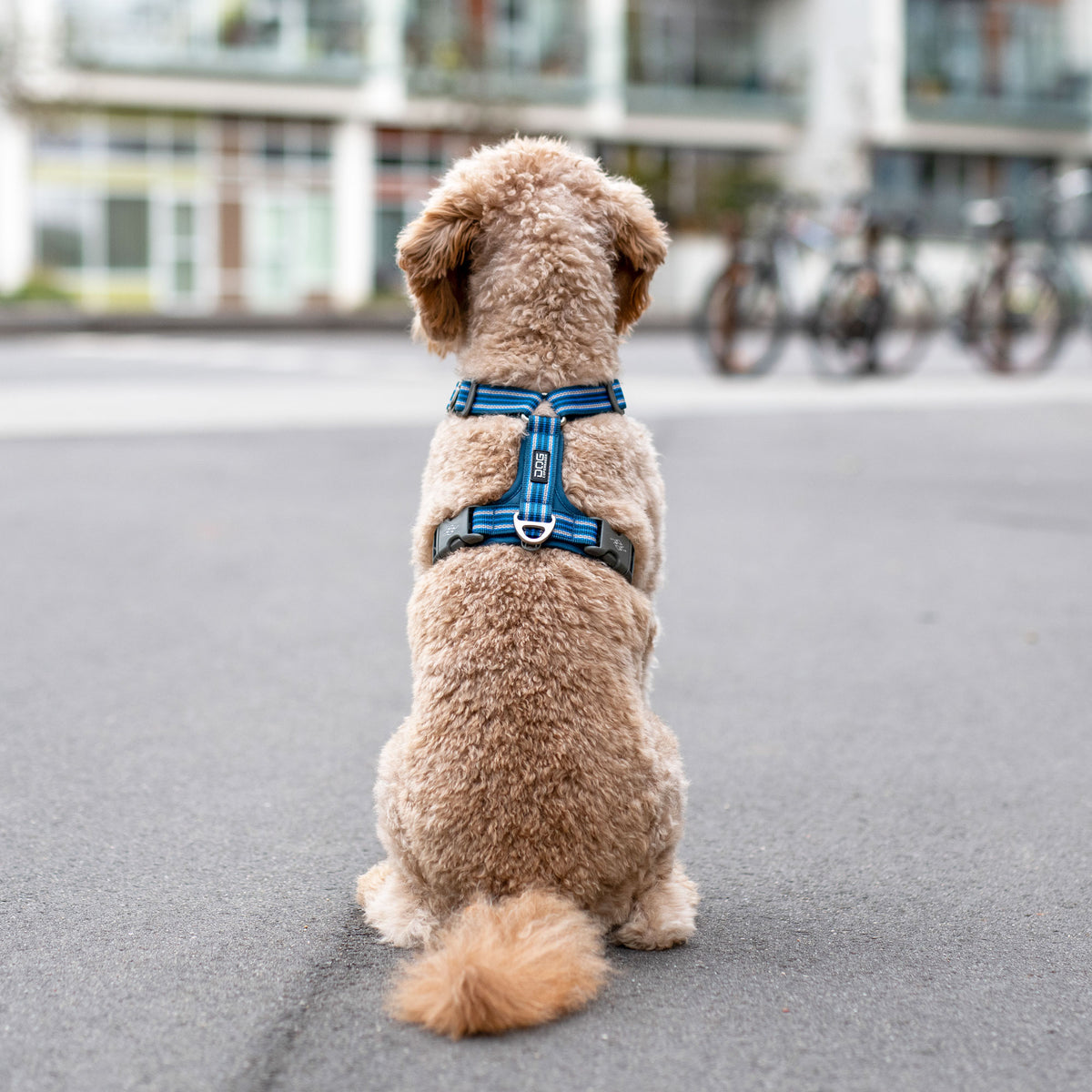 DOG Copenhagen Comfort Walk Air Harness lifestyle photograph