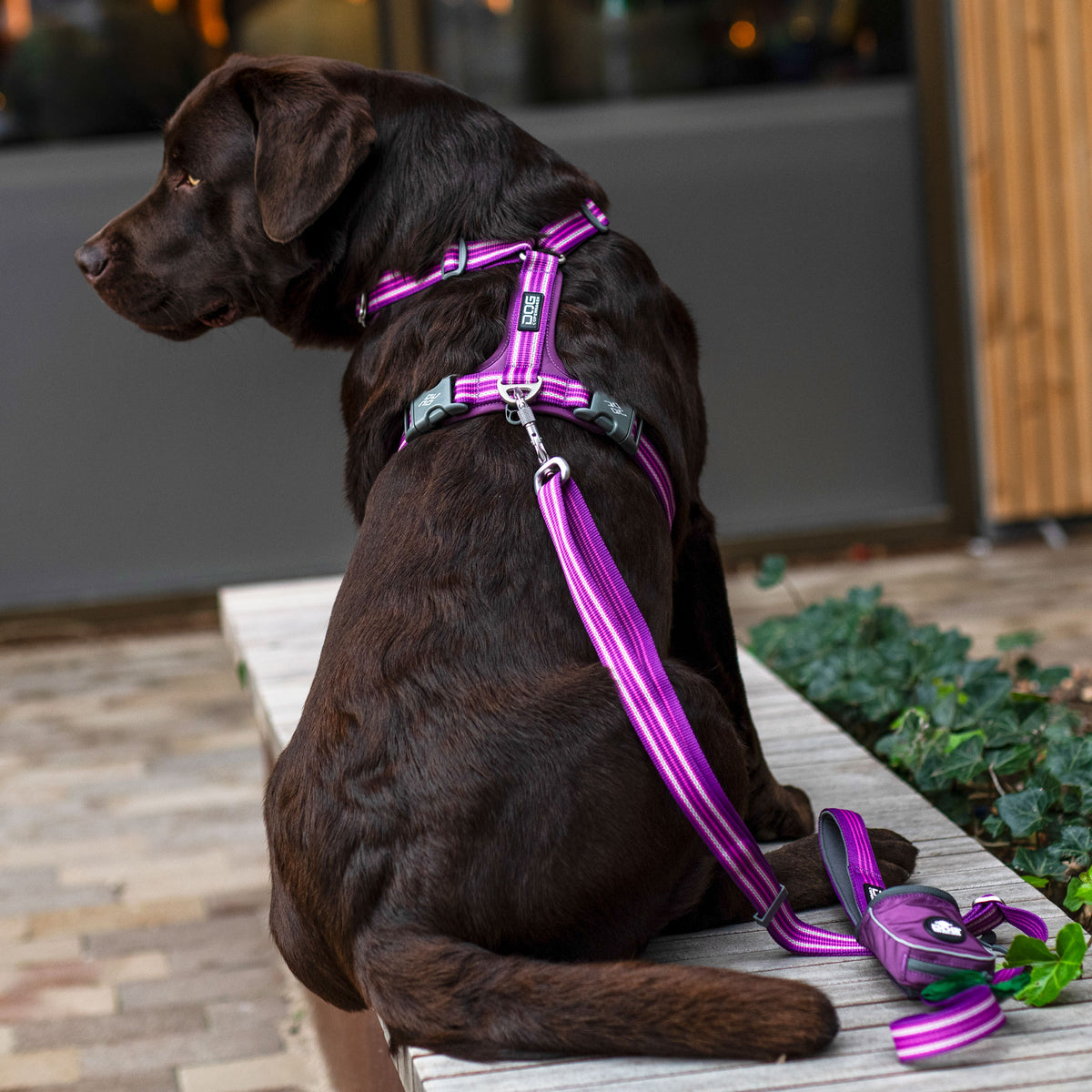 DOG Copenhagen Comfort Walk Air Harness lifestyle photograph