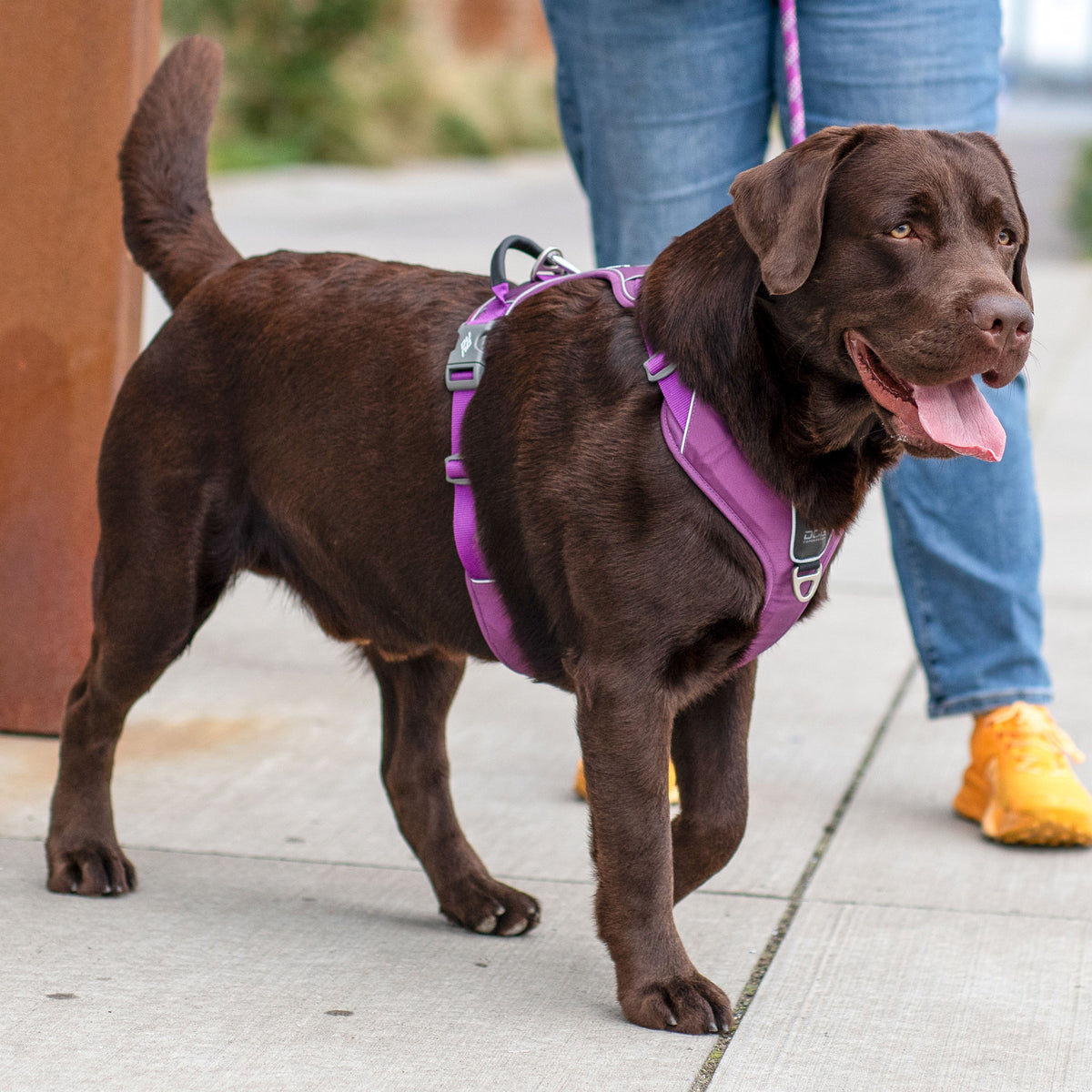 DOG Copenhagen Comfort Walk Pro Harness lifestyle image