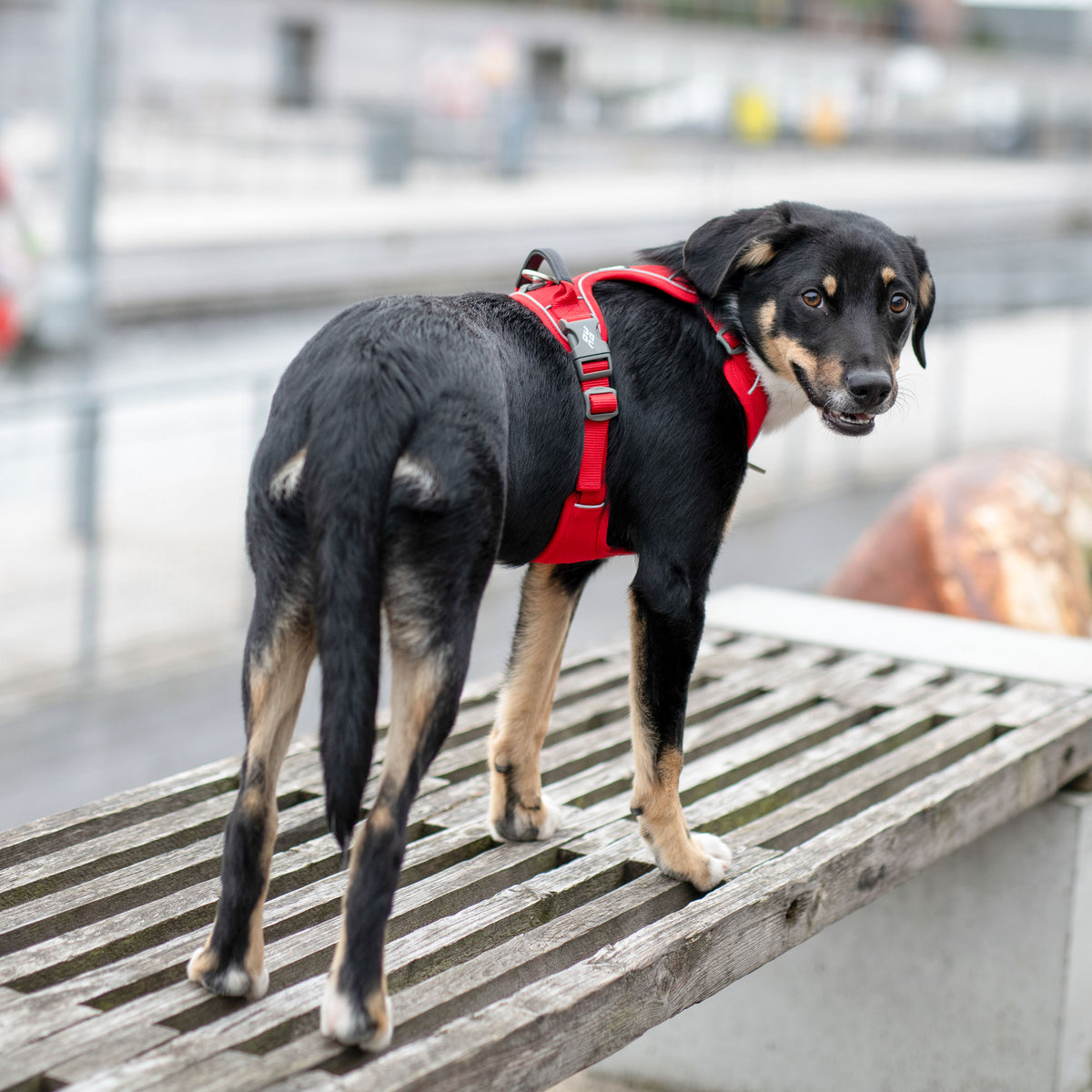 DOG Copenhagen Comfort Walk Pro Harness lifestyle image