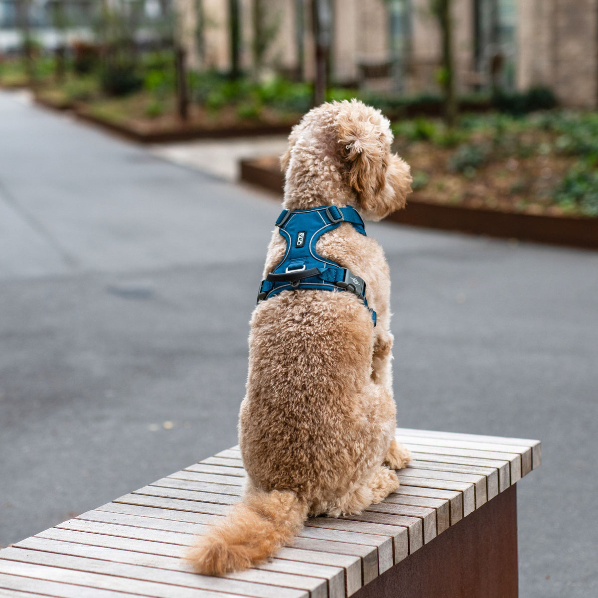 DOG Copenhagen Comfort Walk Pro Harness lifestyle image