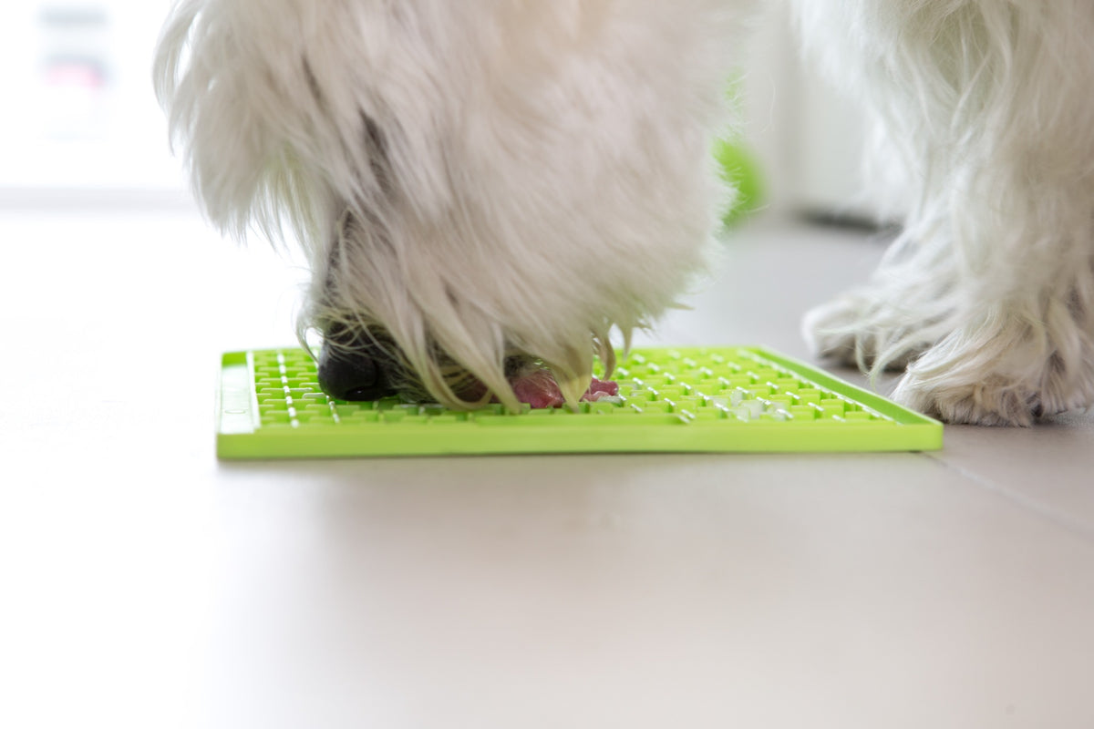 Dog using LickiMat Buddy Classic in Green