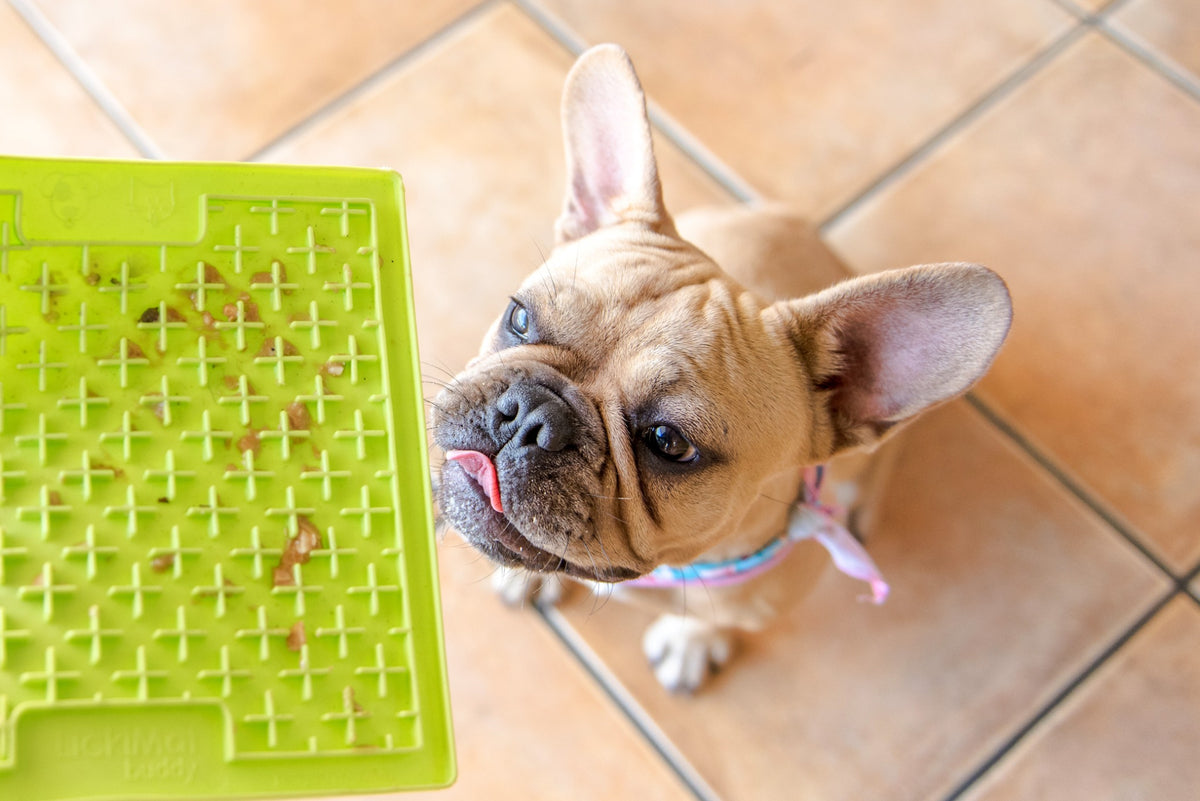 Dog using LickiMat Buddy Classic in Green