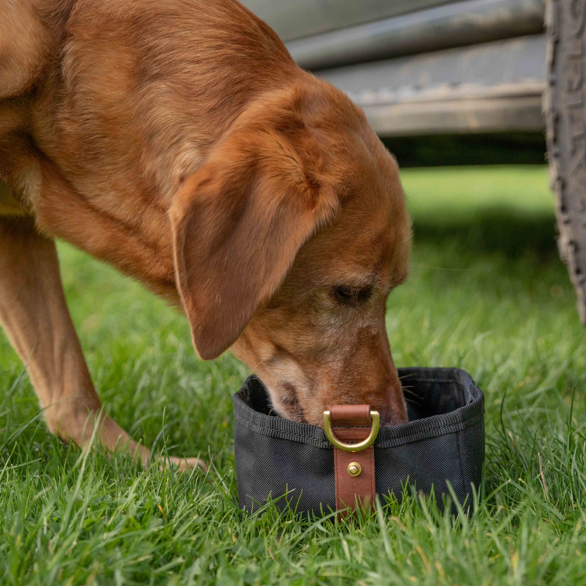 Ruff & Tumble Foldable Travel Bowl in Black being used by a dog