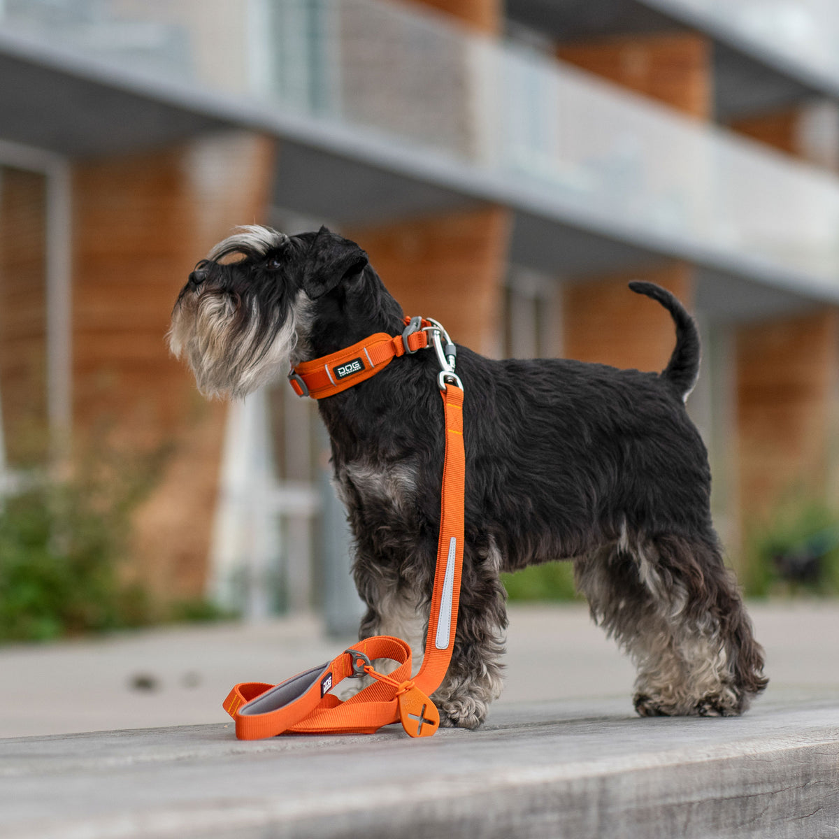 DOG Copenhagen Urban Trail Leash lifestyle