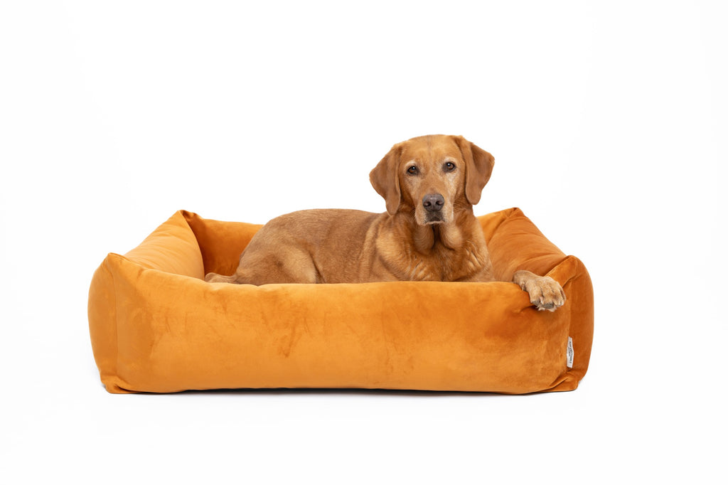 Dog relaxing in the Velvet Burnham Bolster Dog Bed in Burnt Orange