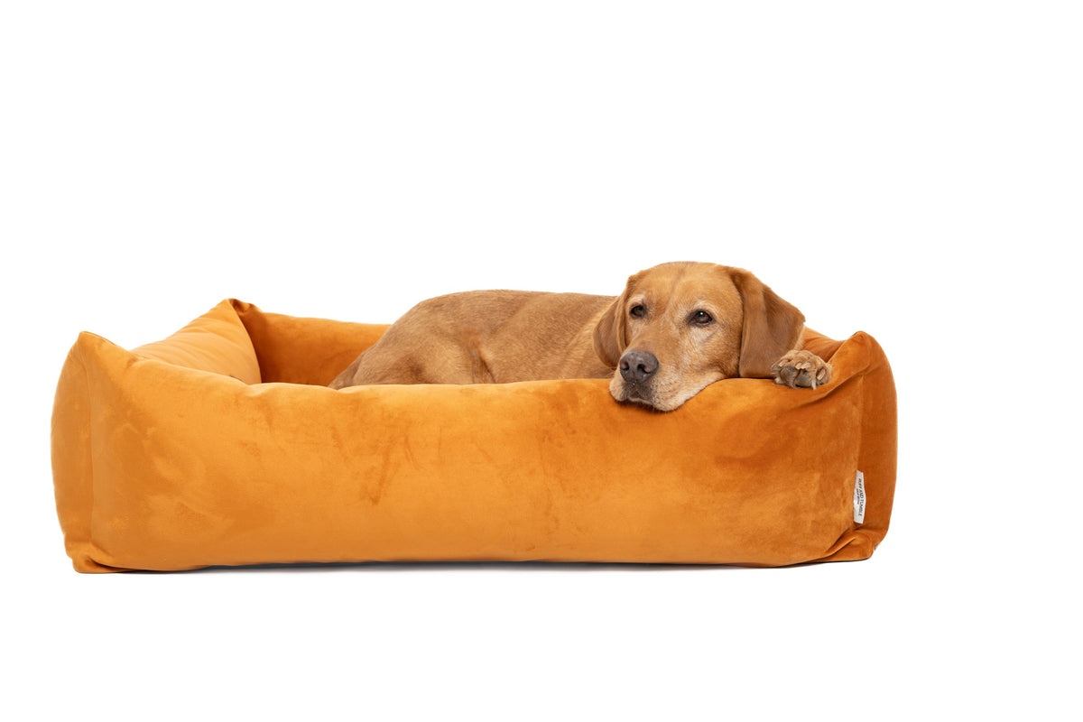 Dog resting in the Velvet Burnham Bolster Dog Bed in Burnt Orange