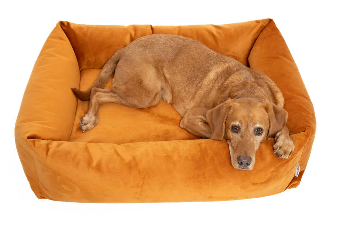 Dog lying in the Velvet Burnham Bolster Dog Bed in Burnt Orange