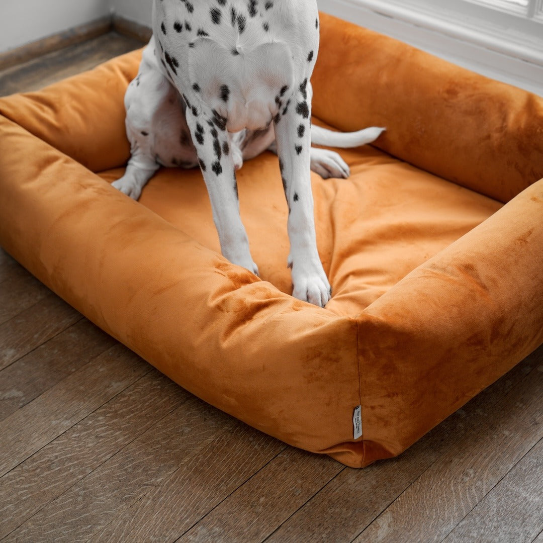 Dog using the Velvet Burnham Bolster Dog Bed in Burnt Orange
