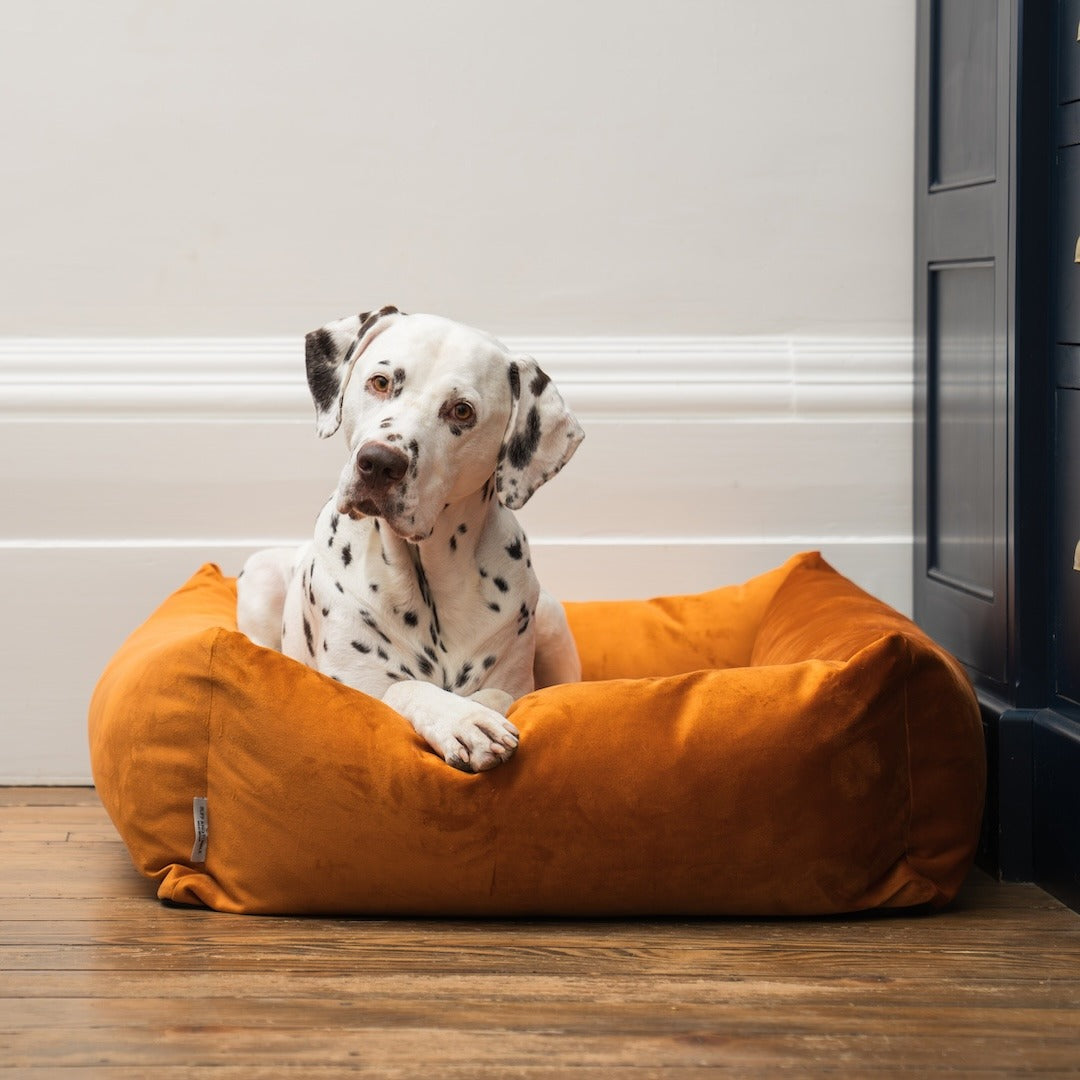Dog sitting in the Velvet Burnham Bolster Dog Bed in Burnt Orange