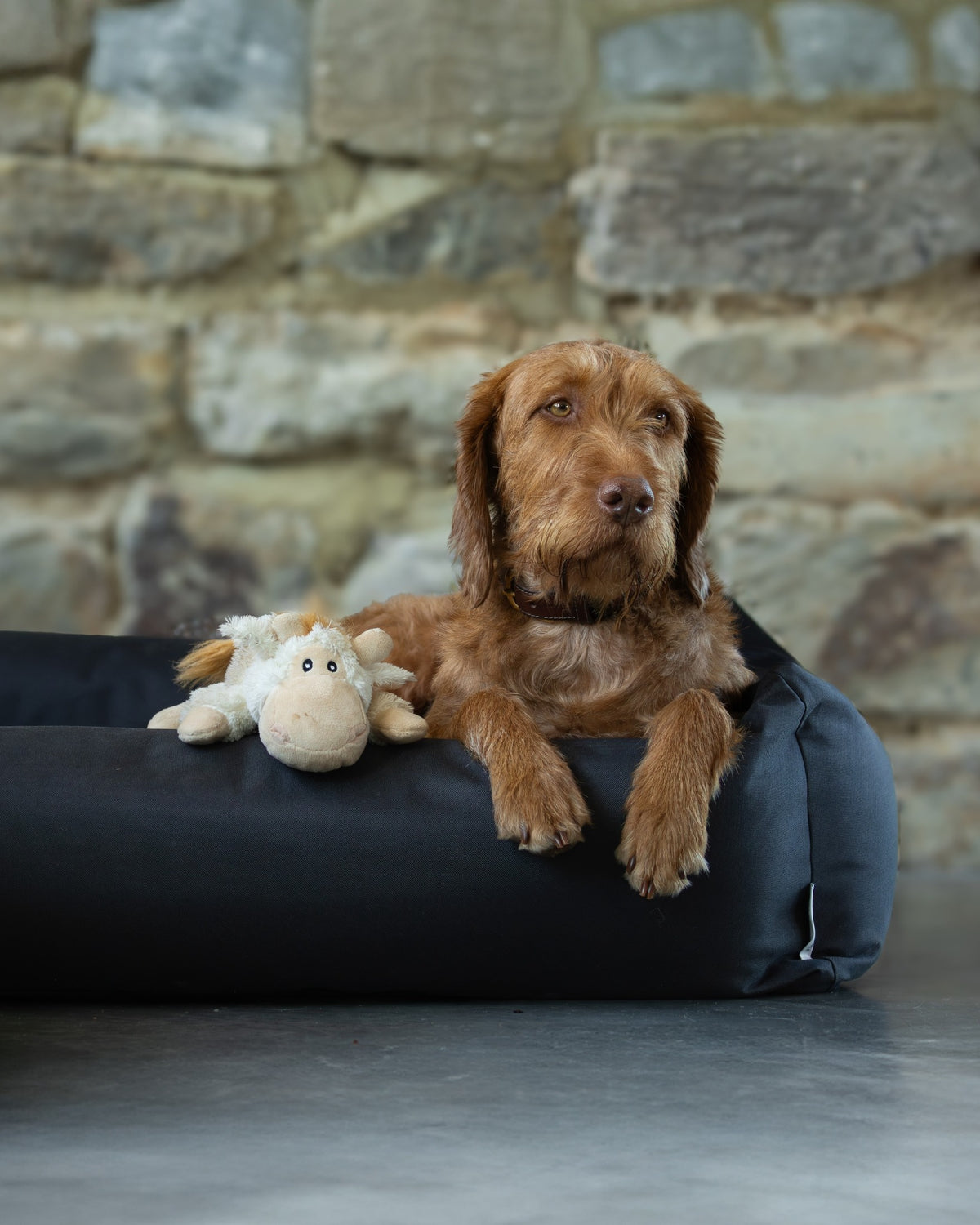 Ruff & Tumble Waterproof Burnham Bolster Dog Bed in Black with dog