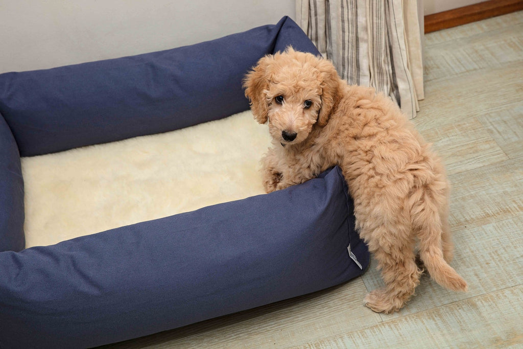 Dog with Ruff & Tumble wool fleece topper in a navy bed