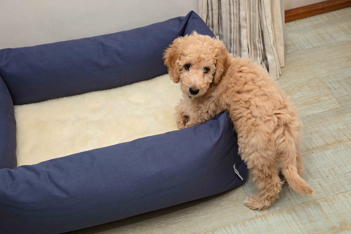 Dog with Ruff & Tumble wool fleece topper in a navy bed