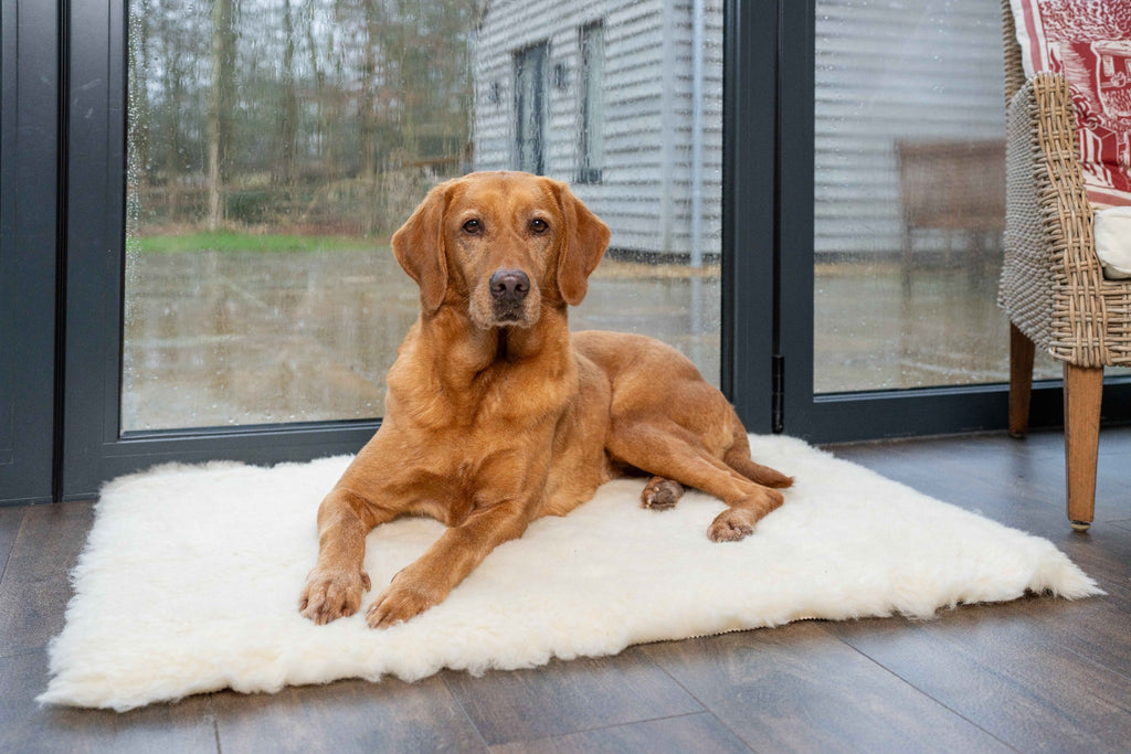 Dog resting on Ruff & Tumble Wool Fleece Topper